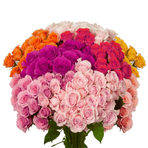 Home Ecuadorian roses Morlan Flowers