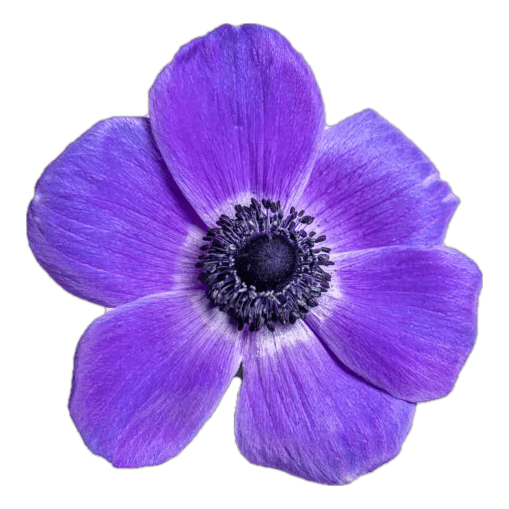 anemone blue sin fondo 4x4