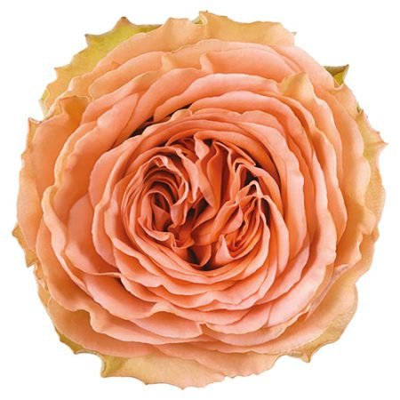 countryhomeweb 450x450 (1)