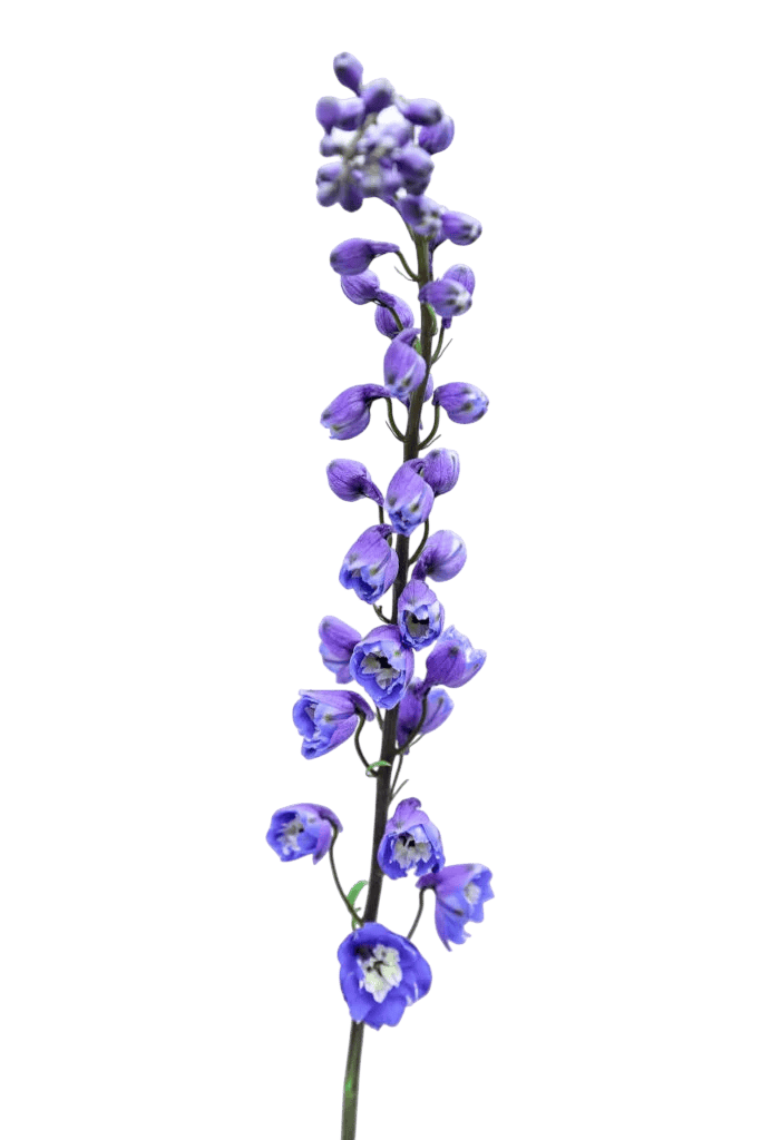 delphinium purple 683x1024 photoroom