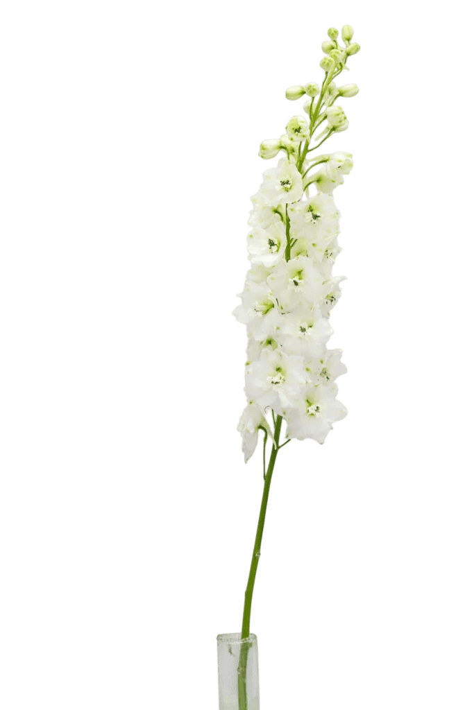 delphinium white 683x1024 photoroom