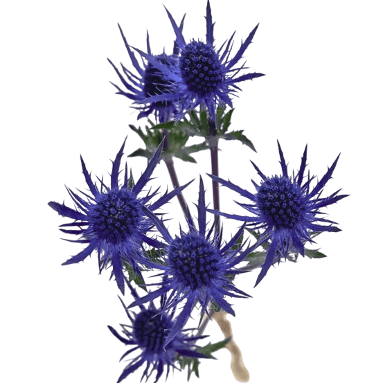 eryngium 683x1024 photoroom