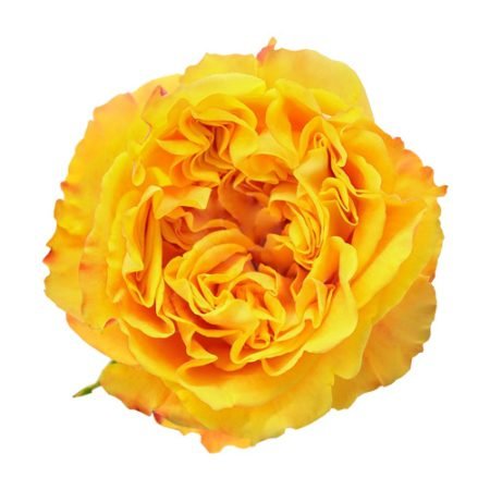 orangereevaweb 450x450