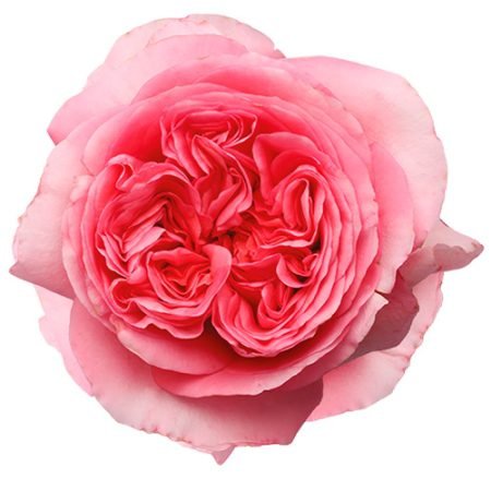 pinkexpressionweb 450x450