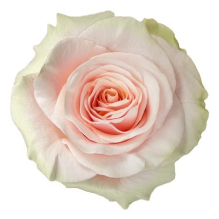 pinkmondialweb 450x450
