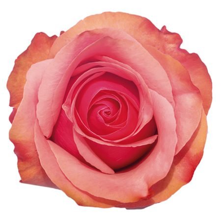 pinkpalomaweb 450x450