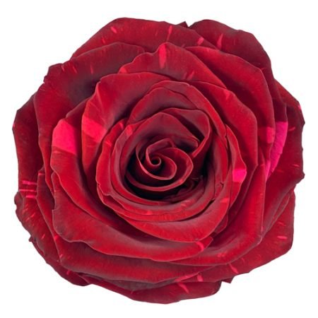 redphanterweb 450x450