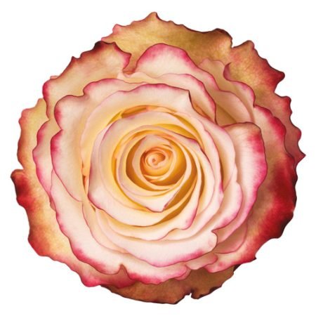 sweetnessweb 450x450