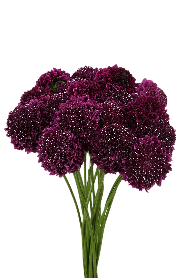 scabiosa burbon photoroom