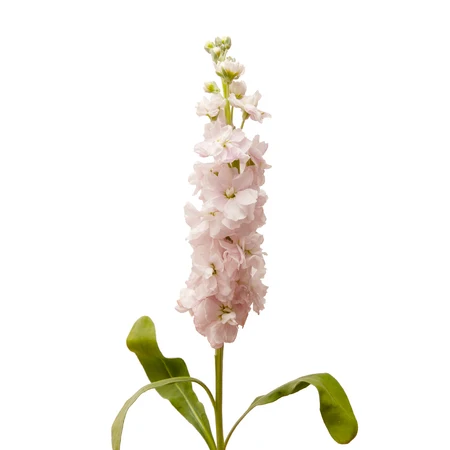 baby pink stock bloomingmore a