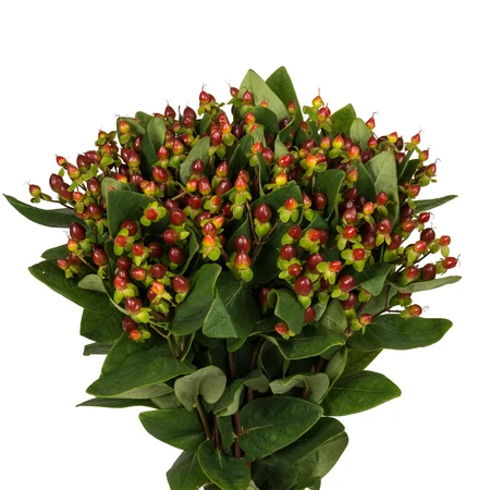 burgundy hypericum bloomingmore a