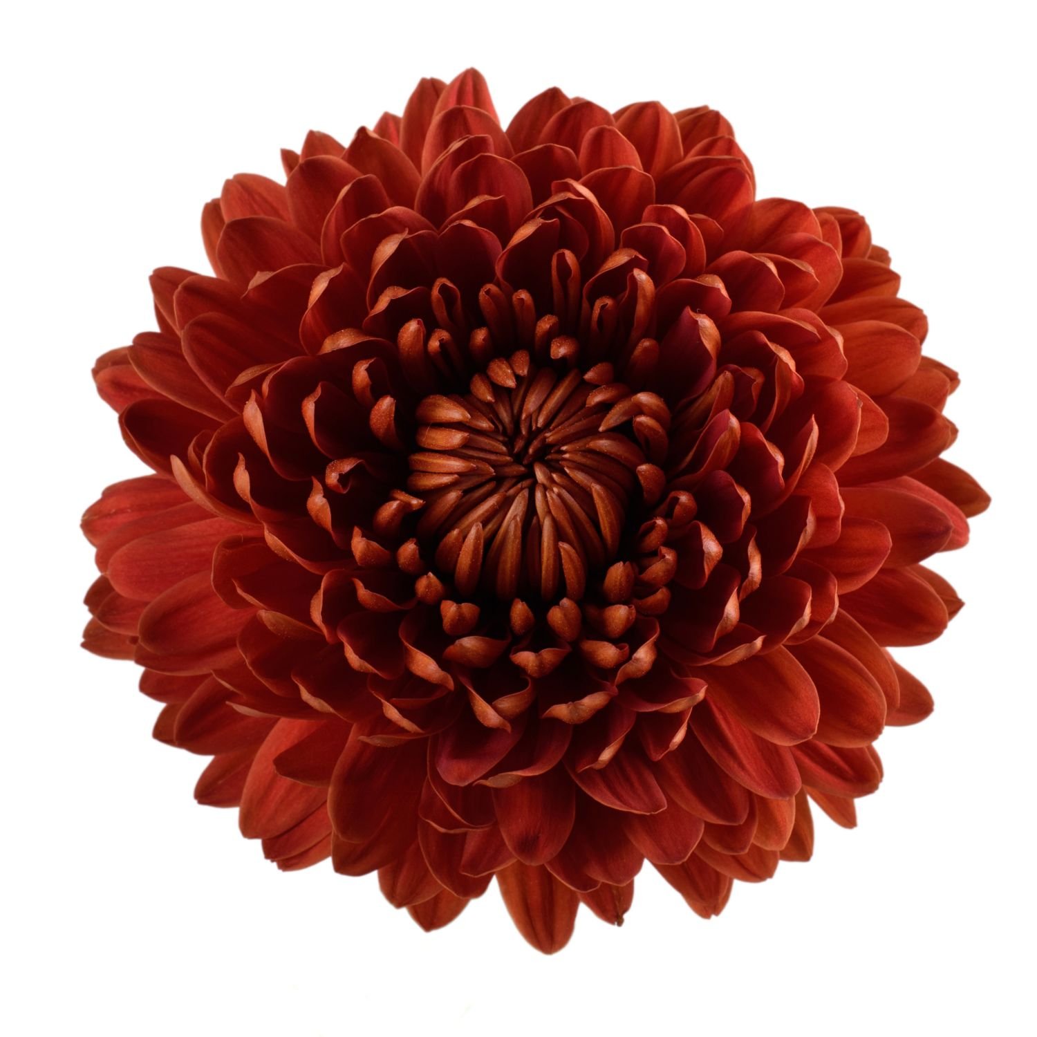 chrysanthemum cremon carolina red 1