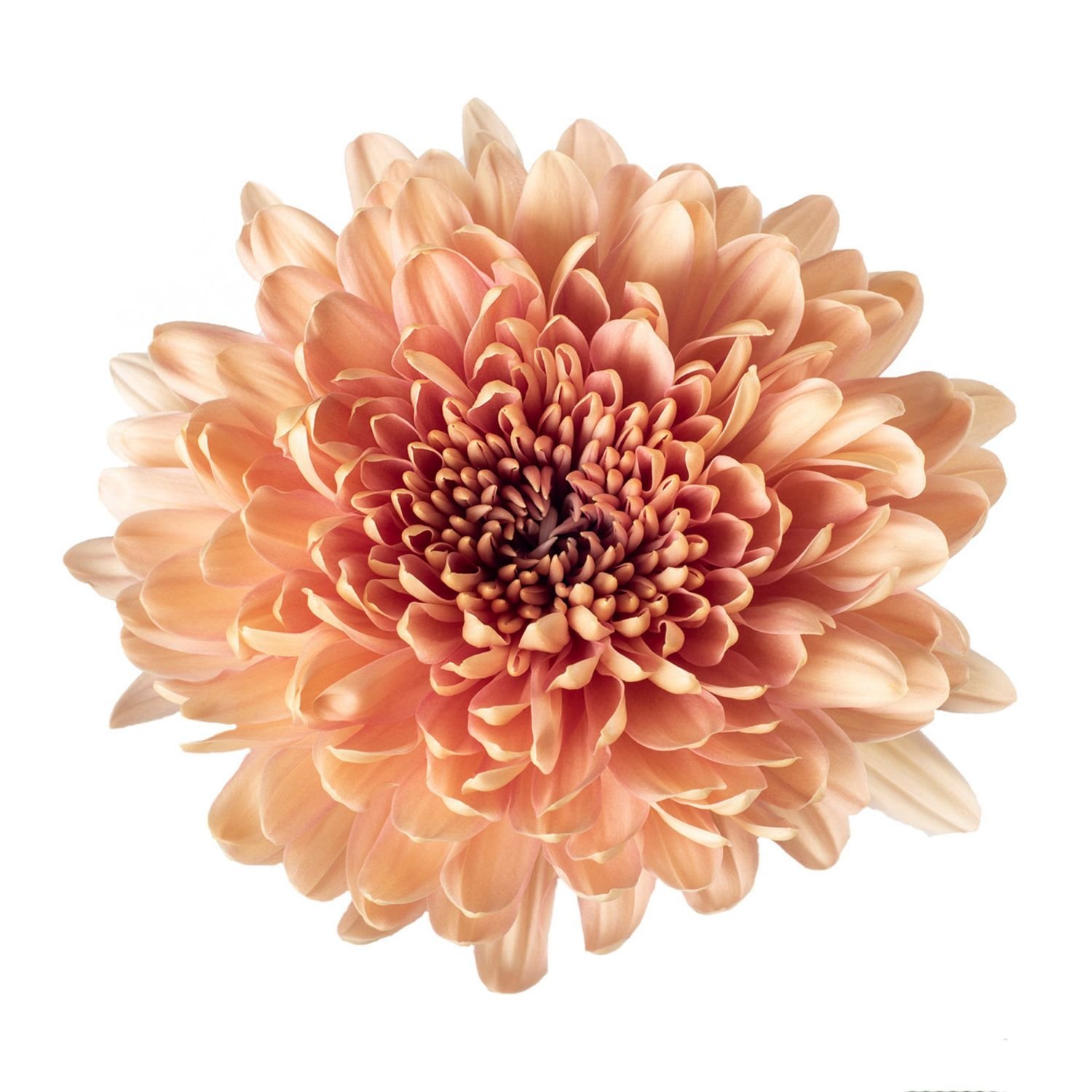 chrysanthemum cremon linette 1