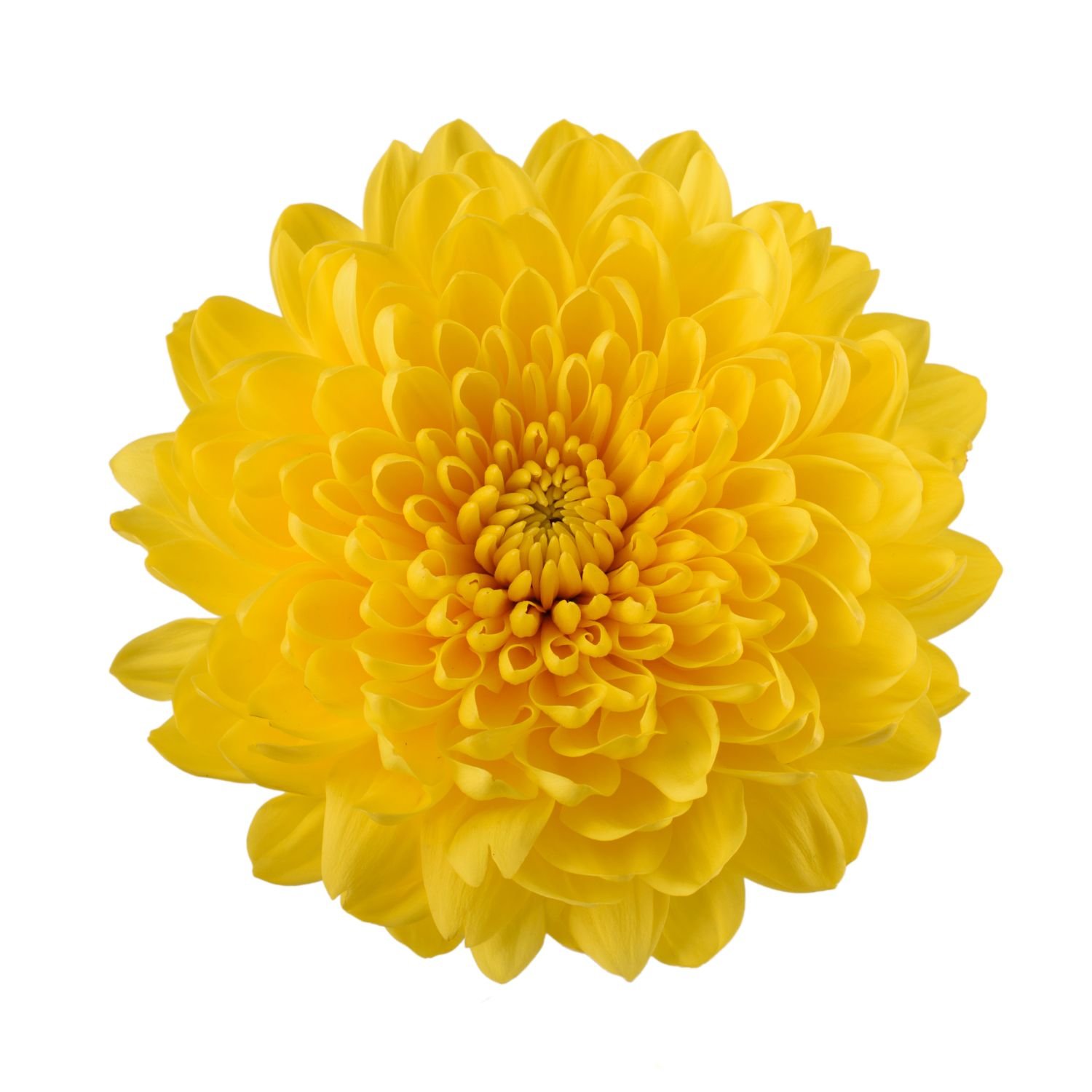chrysanthemum cremon vasole 1