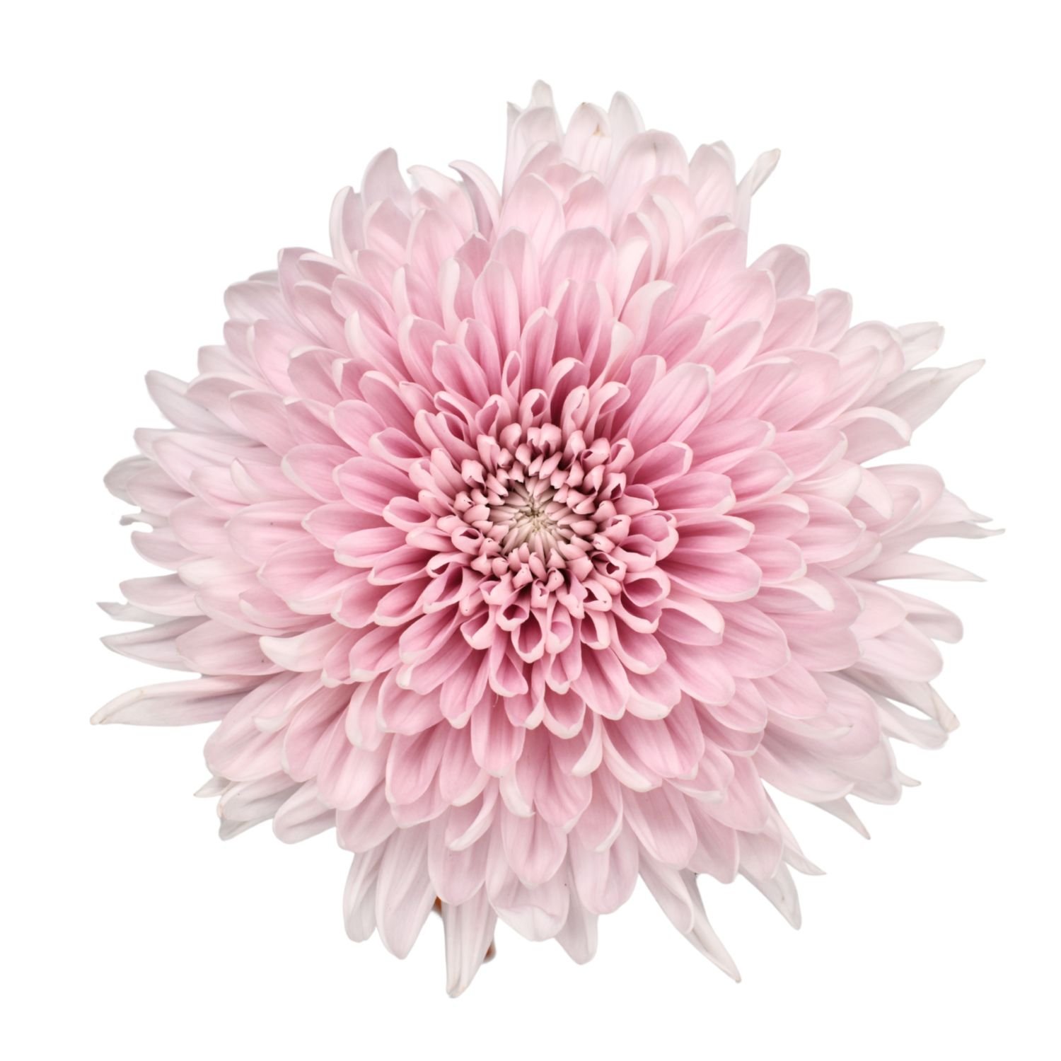 chrysanthemum football mum honey moon intense 1