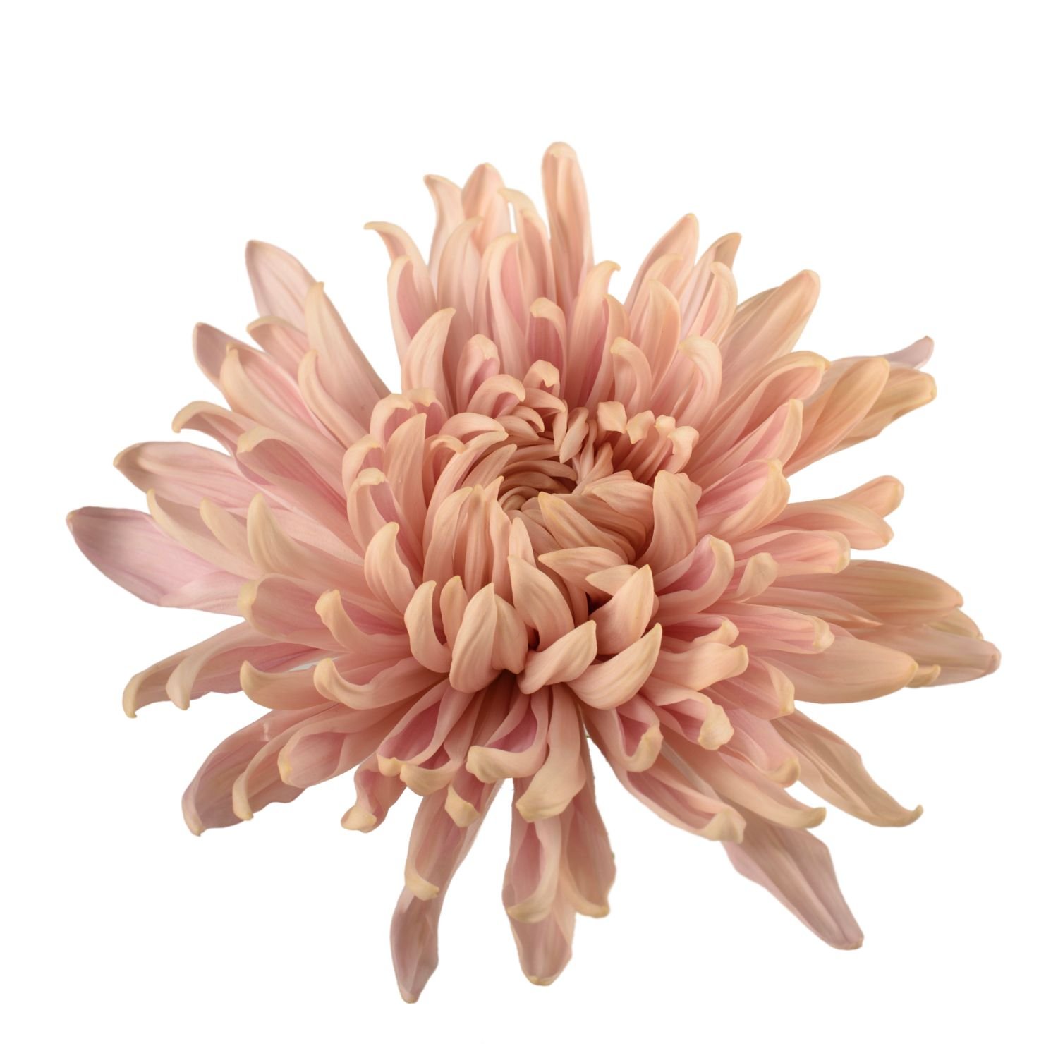 chrysanthemum football mum vintage 1