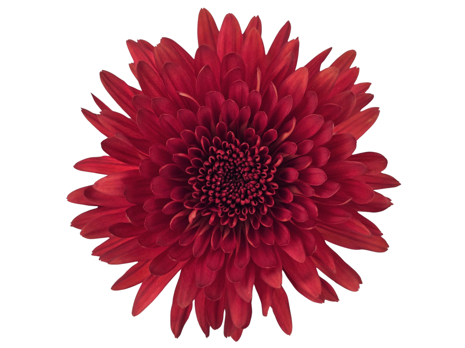 chrysanthemum red cooper 1 scaled