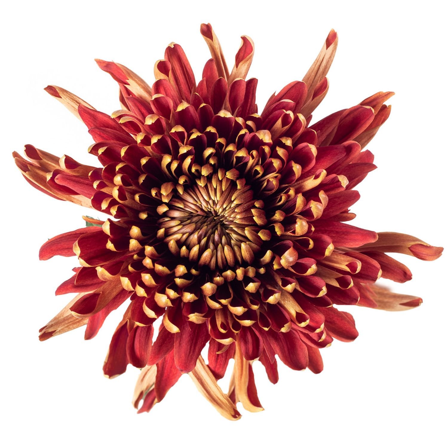 chrysanthemum spider mum cocoa 1
