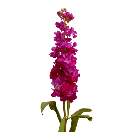 dark pink stock bloomingmore a