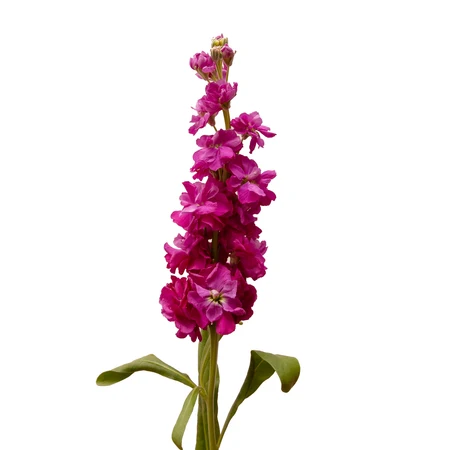 fucsia stock bloomingmore a