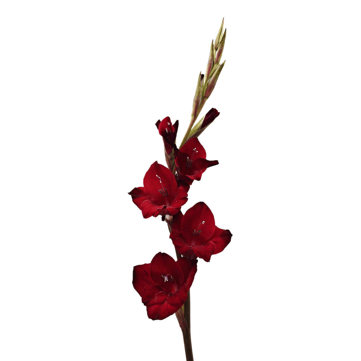 gladdies tom red 2