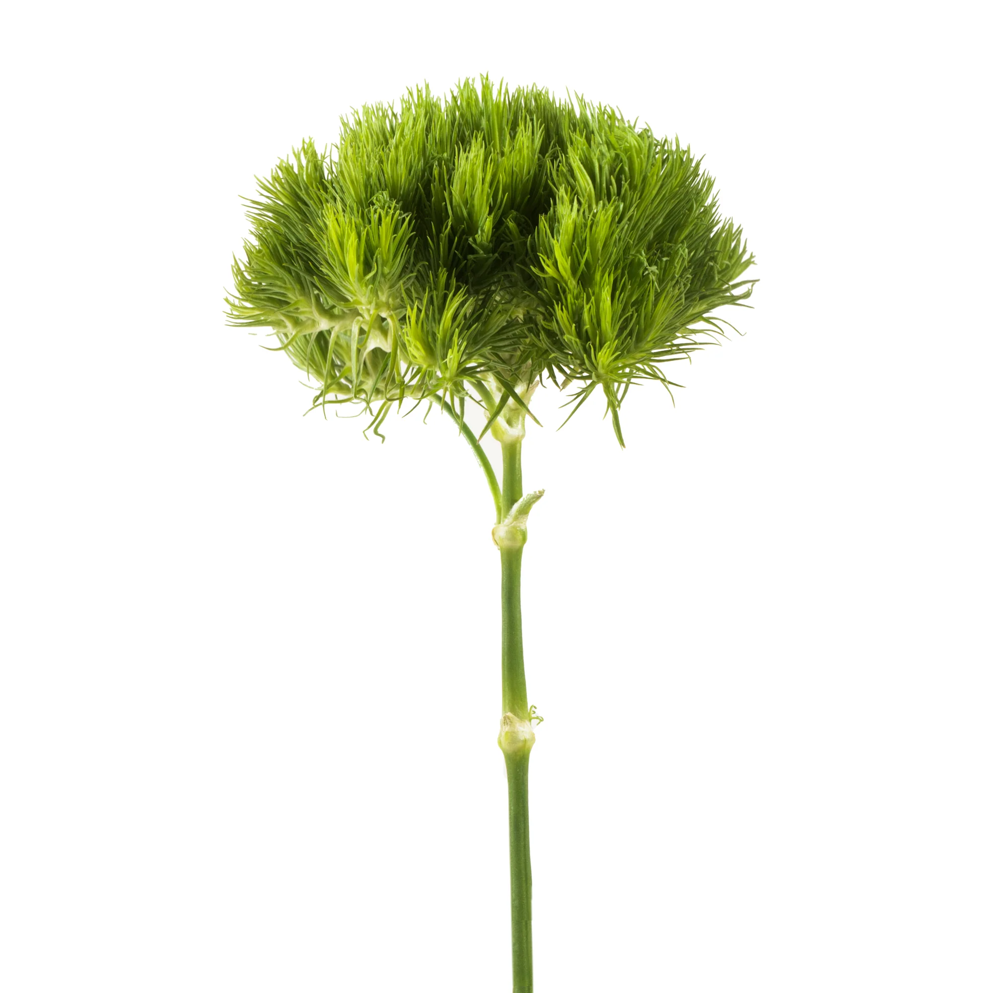 green ball bloomingmore a