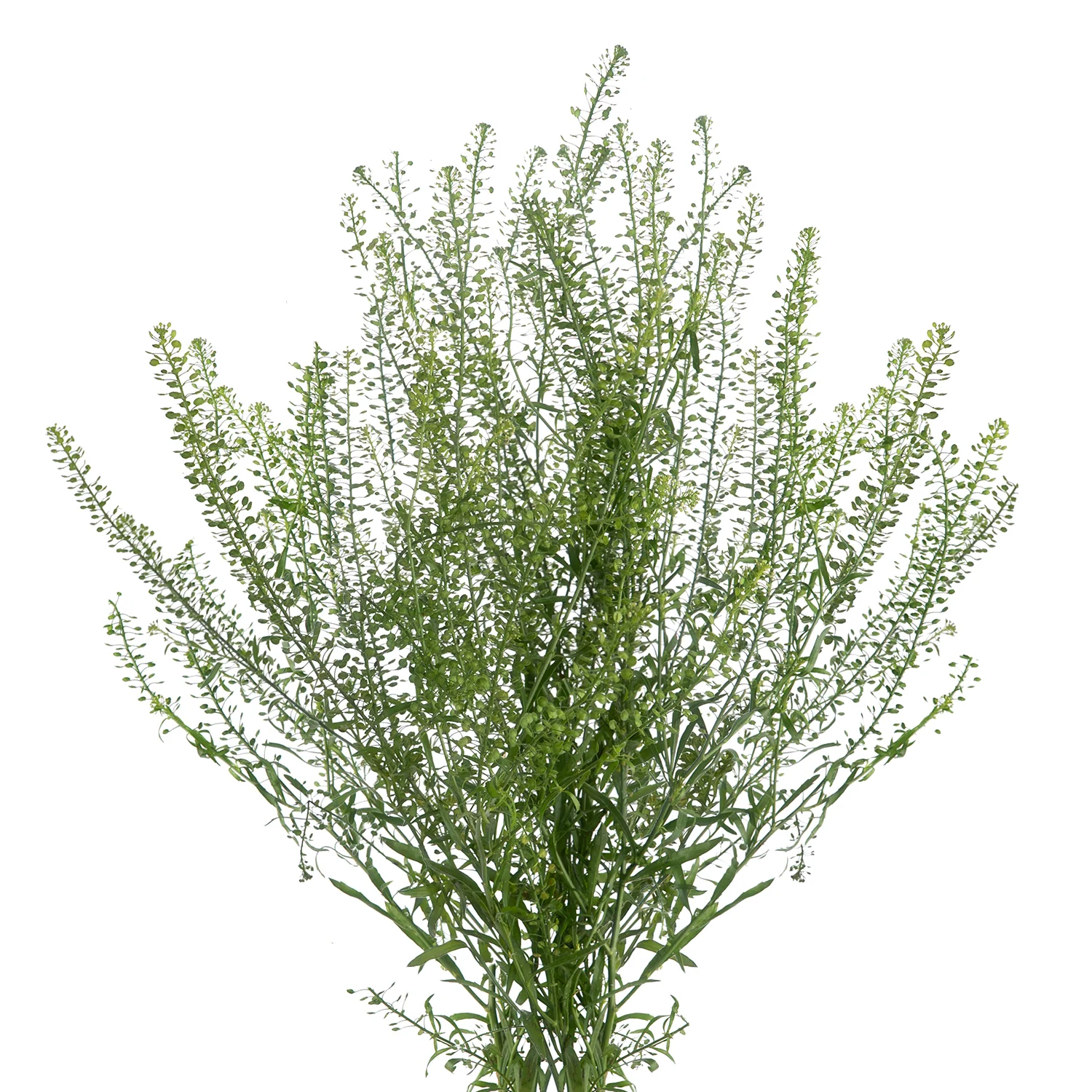 green dragon lepidium bloomingmore a