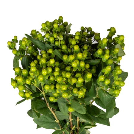 green hypericum bloomingmore a