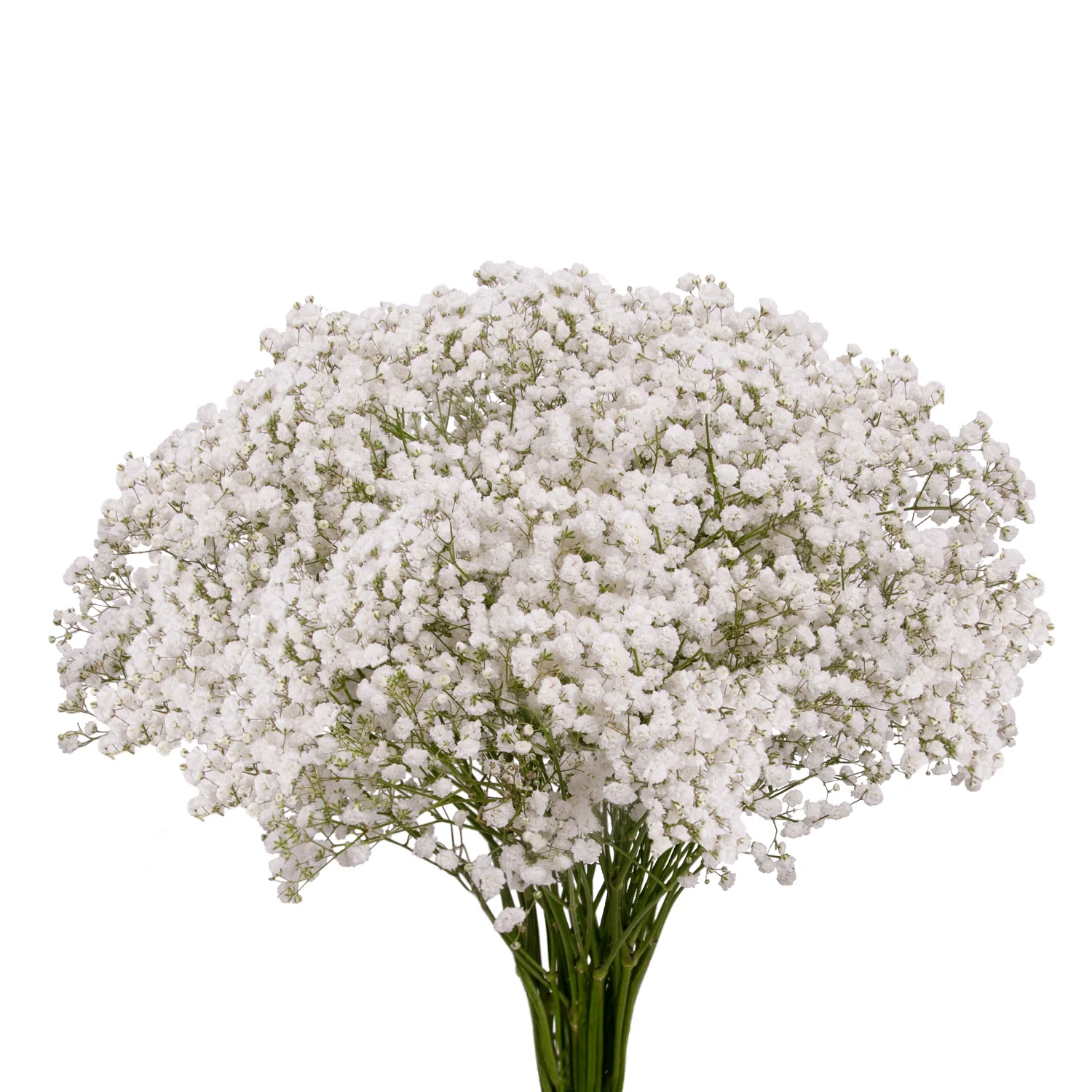 gypsophila xlence bloomingmore a