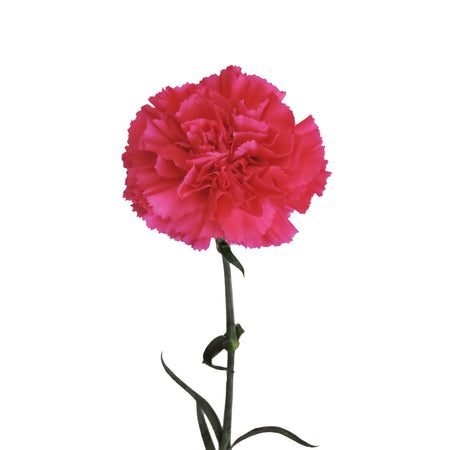 hot pink carnations bloomingmore a