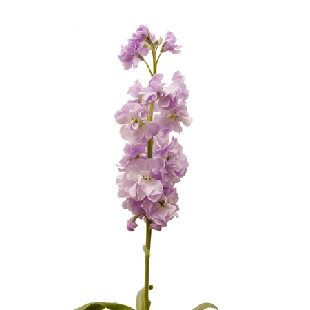lavender stock bloomingmore a
