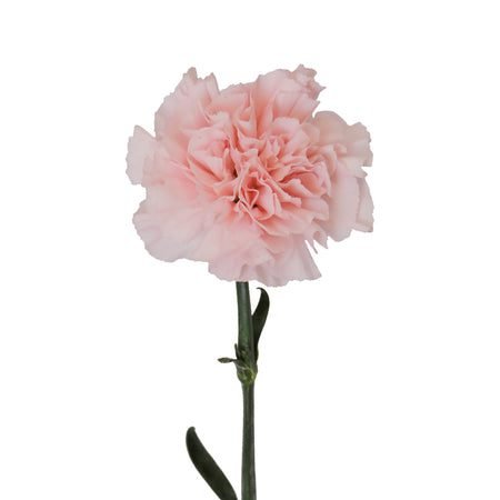 light pink carnations bloomingmore a