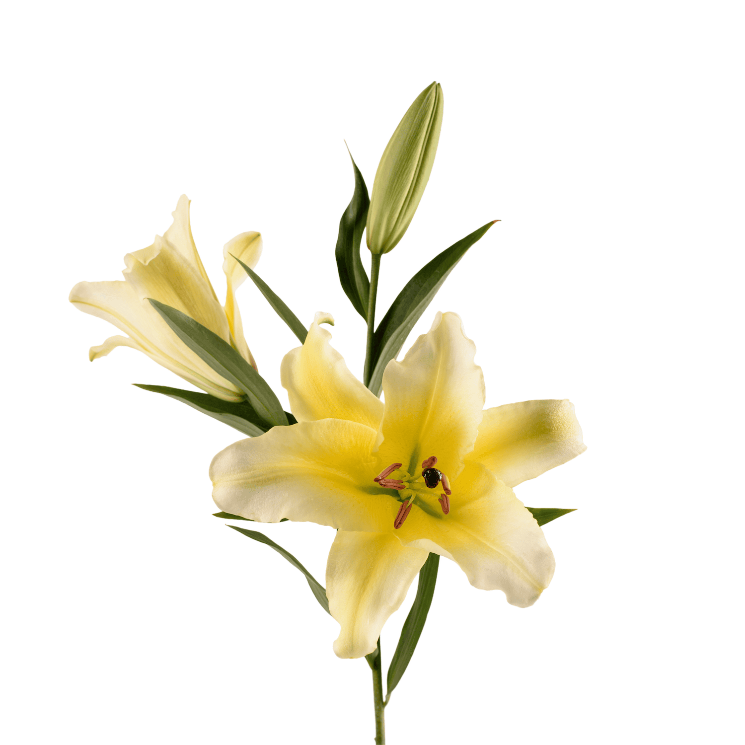lilies ot lilies concador yellow 2