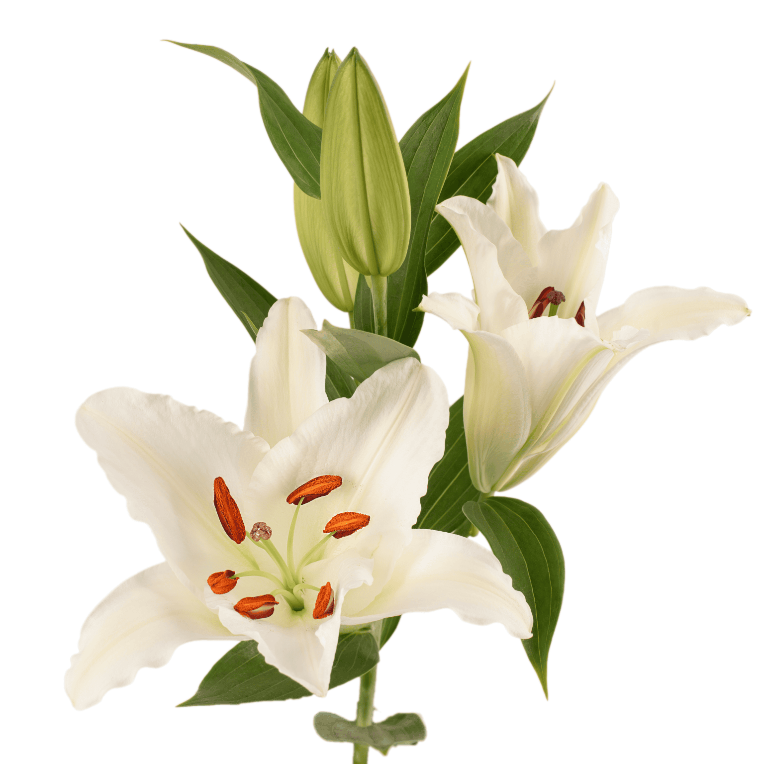 lilies oriental lilies premium blond white lily 2 1536x1536 (1)
