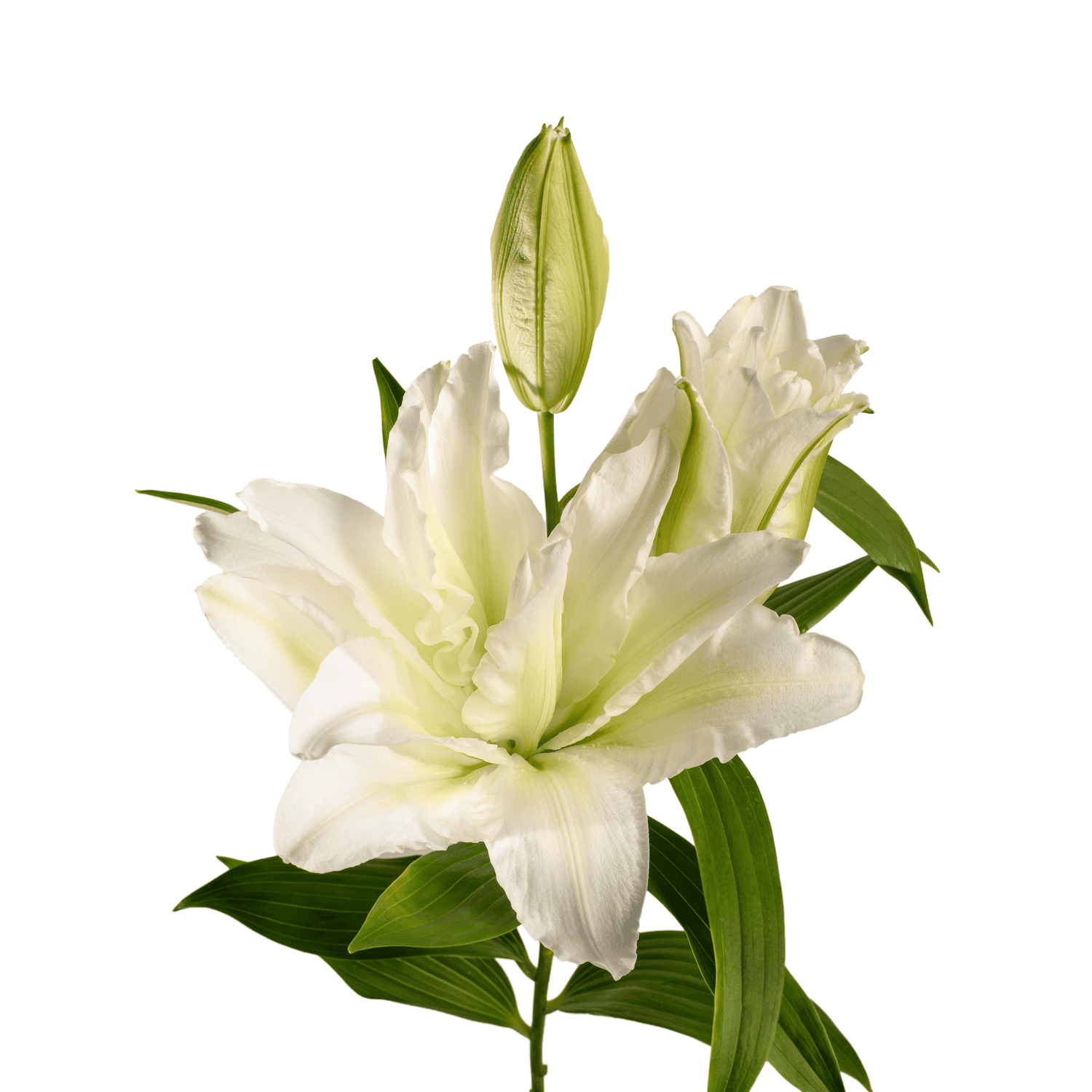 lilies roselily aisha white 2