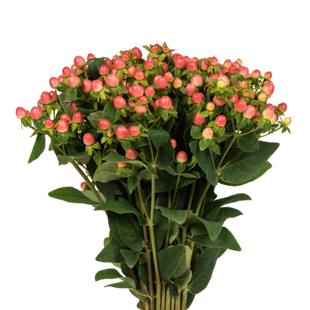 pink hypericum bloomingmore a