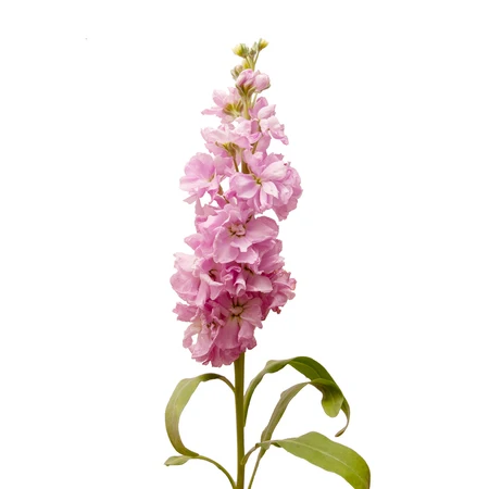 pink stock bloomingmore a