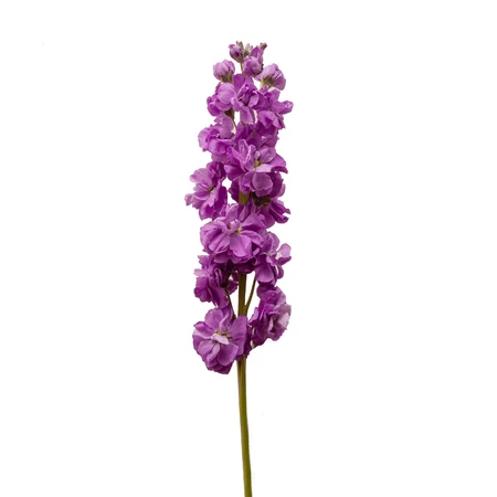 purple stock bloomingmore a