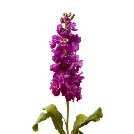 reddish stock bloomingmore a