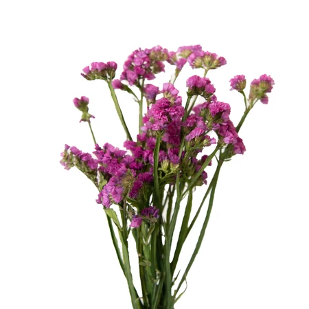 staticefuchsiafront