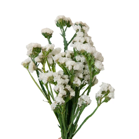 staticewhitefront