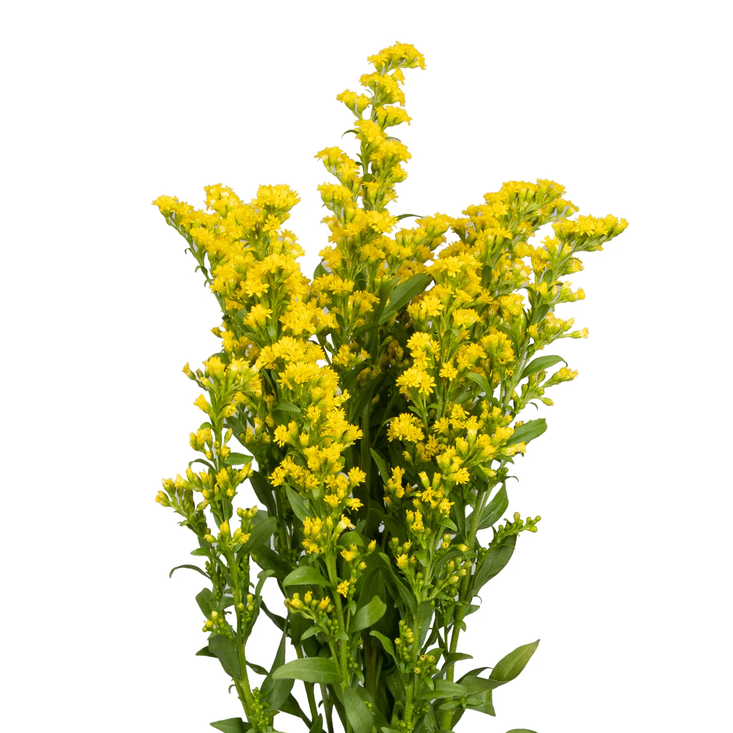 solidago bloomingmore a (1)