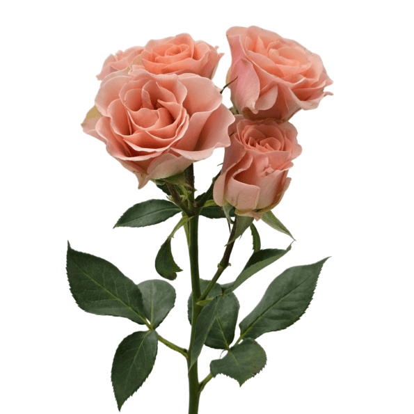 spray rose pop up 1 595x595
