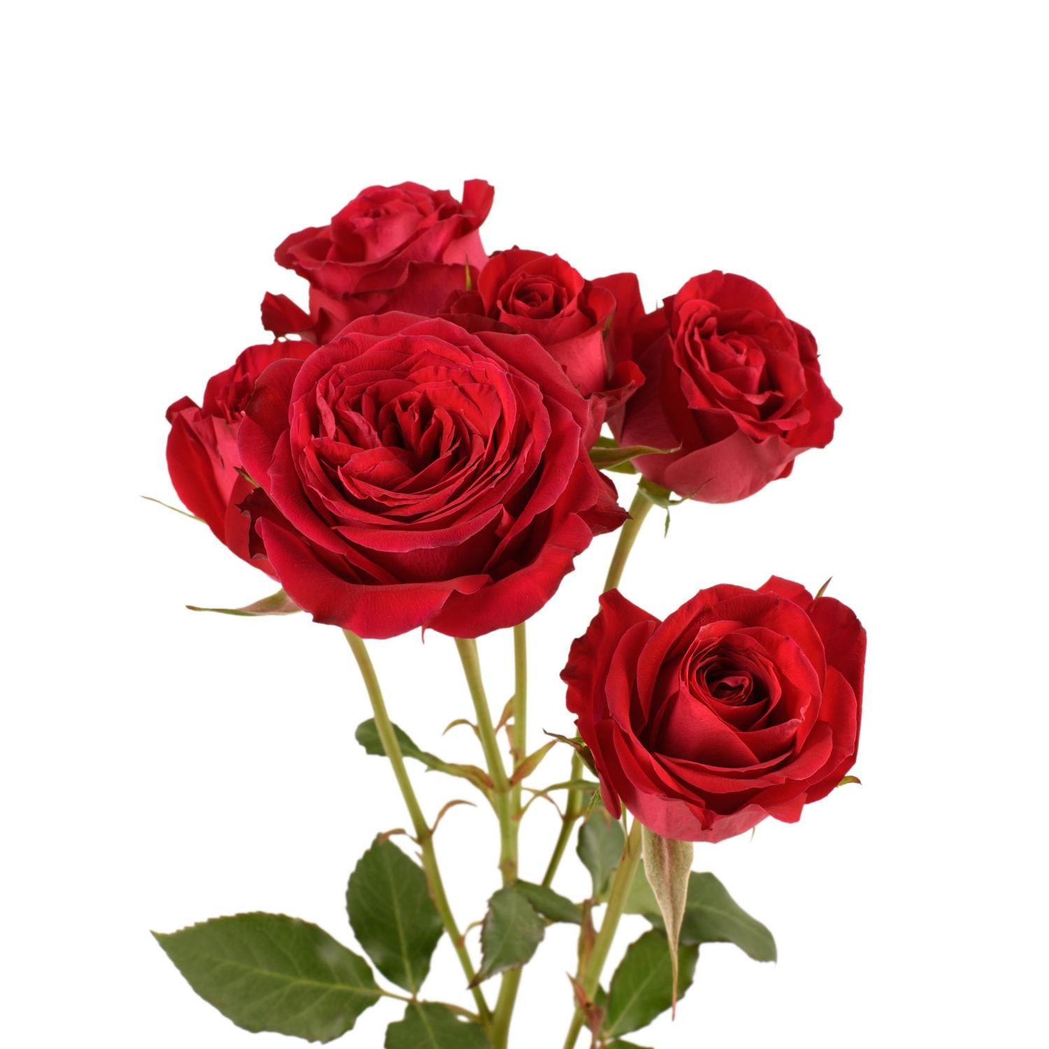 spray roses amor blossoms 2