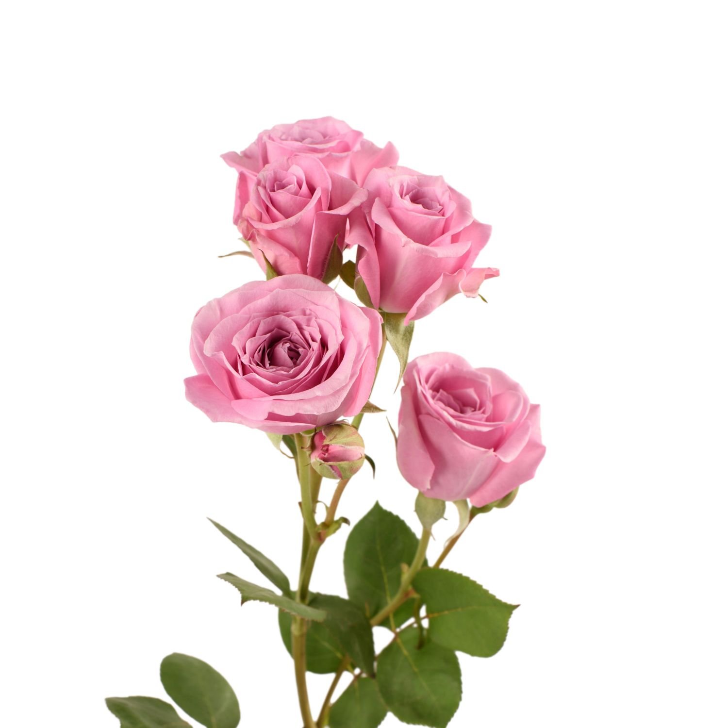 spray roses bluemoon 2