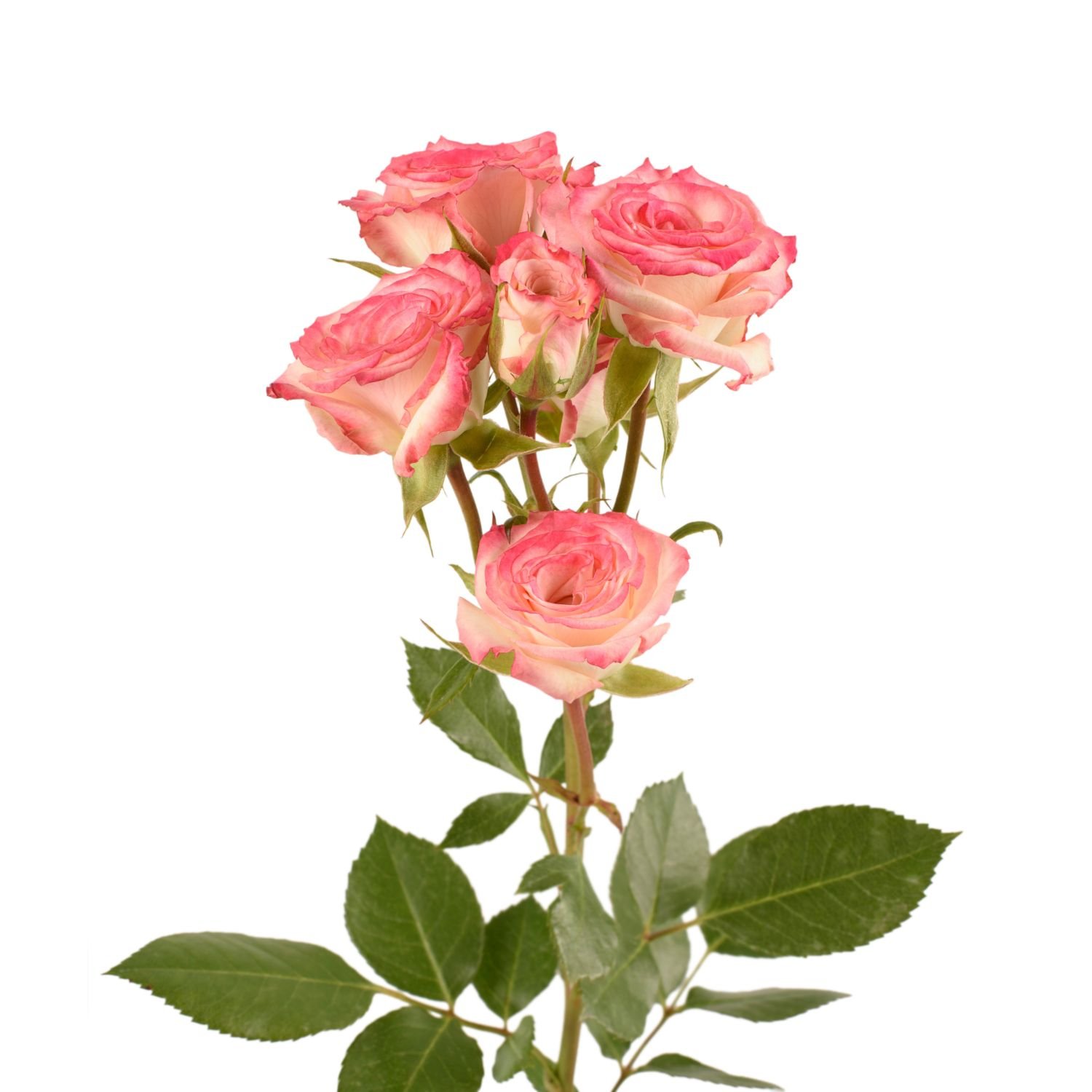 spray roses electra 2