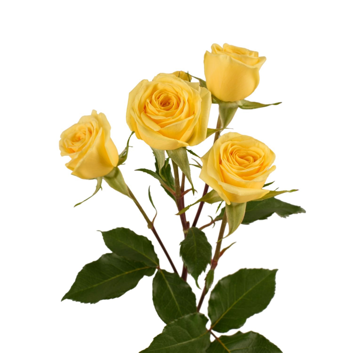 spray roses golden blossom 2