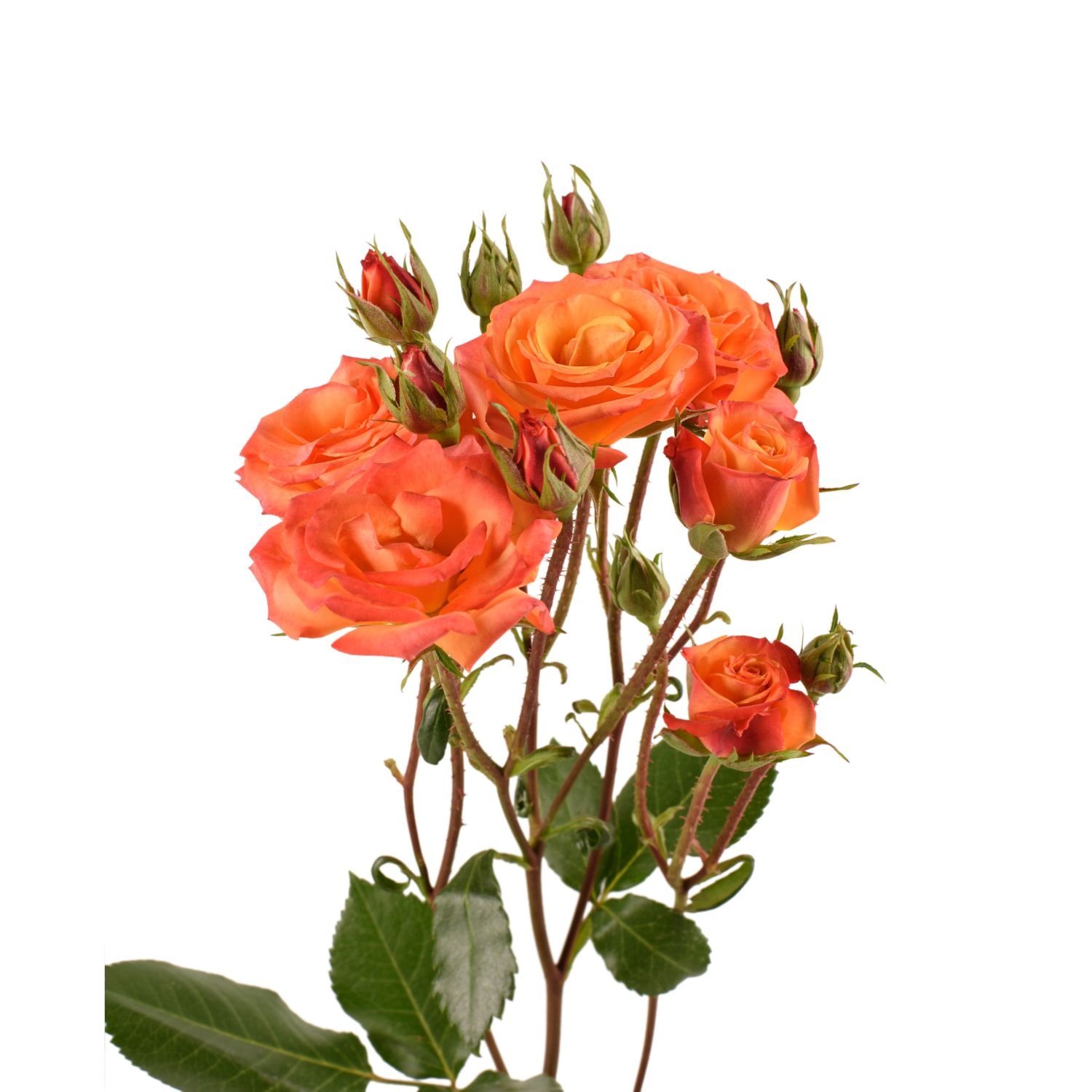 spray roses mambo 2