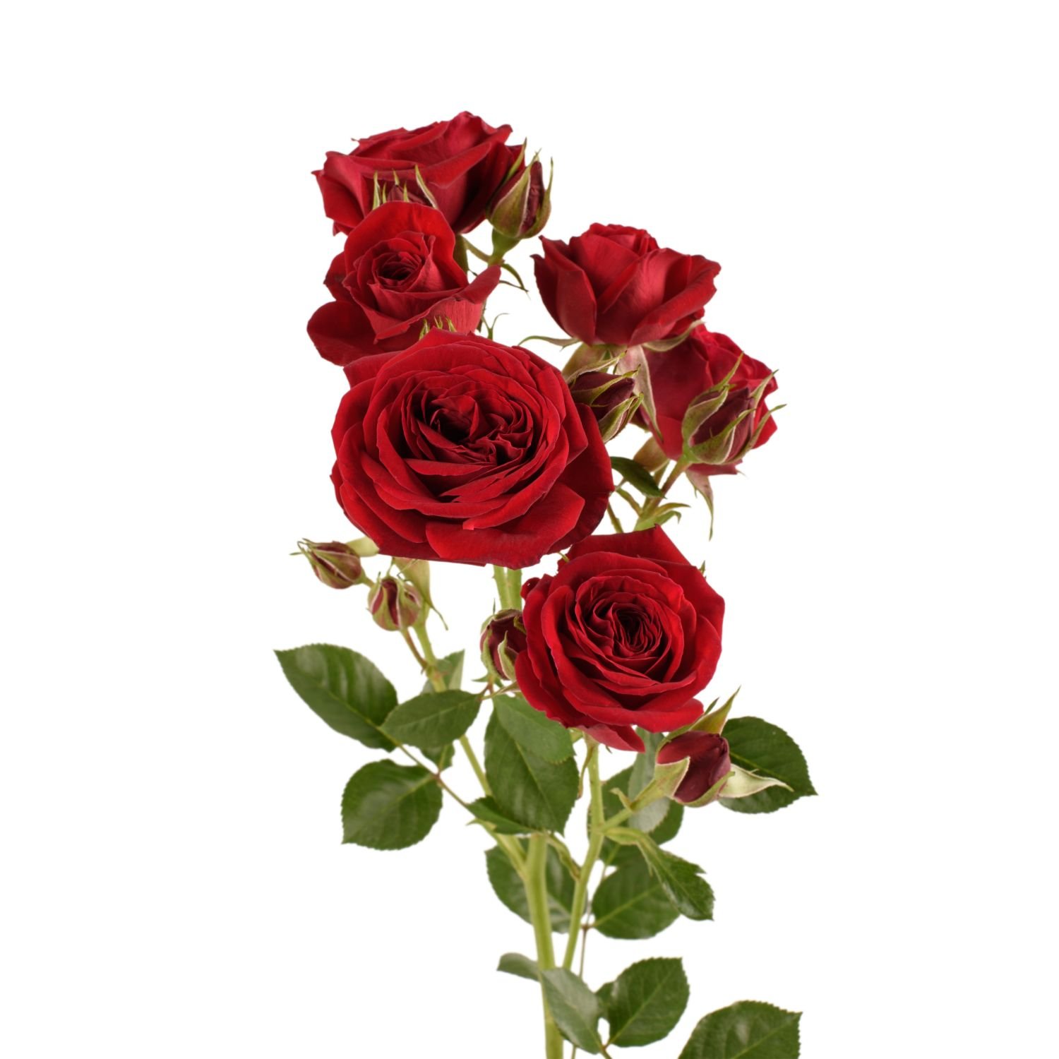 spray roses rubicon 2