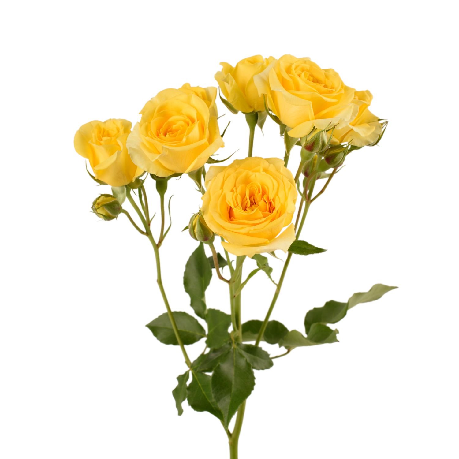 spray roses suncity 2